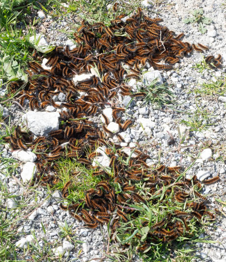 Ocnogyna clathrata.jpg